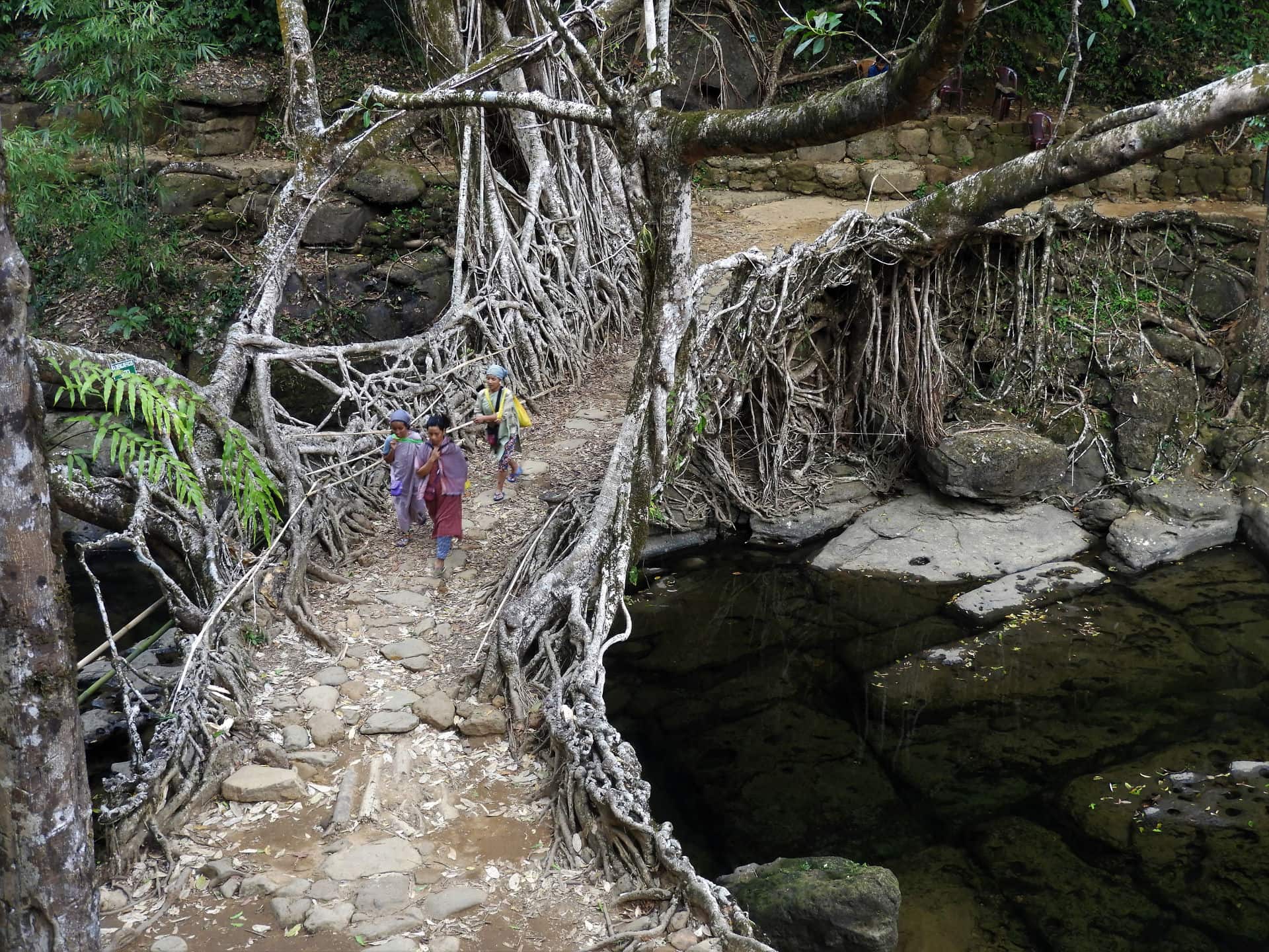 Living Root Bridge in Northeast India - Mawlynnong, Meghalaya
