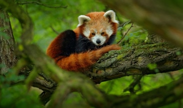 Panda-Roux-Singalila