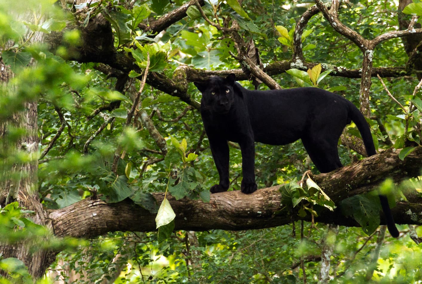 The Black Panther: In Search of Saya at Nagarhole National Park