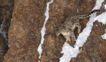 Snow Leopard is jumping in Ladakh
