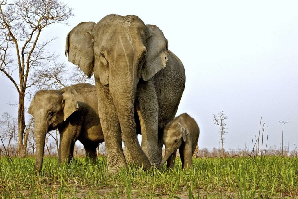 Elephants d'Asie au Parc National de Kaziranga