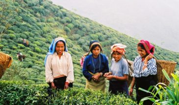 Tea plantation in Lava, Kalimpong