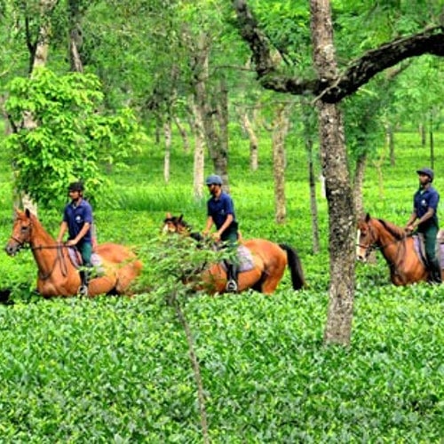Horse Riding Holidays in Assam - Horse Riding Tours in North East India